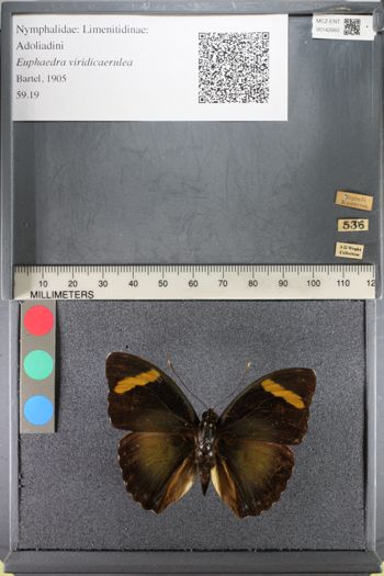Media type: image;   Entomology 142660